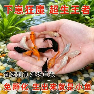 ������̥��Ƥ���~С�͟Ꭷˮ���^�p�~����Ĥ��ˮ���w�����~
