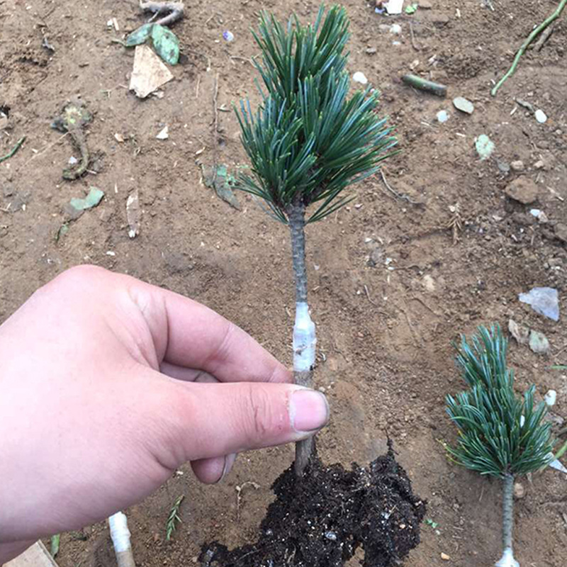 批发优质绿化苗木 已成活嫁接五针松苗 五针松小苗 量大优惠