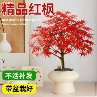 �t���������Ї��t���ļ������辰�ͺ��ձ��t�輧�Ϙ��҃ȿ͏dͥԺ