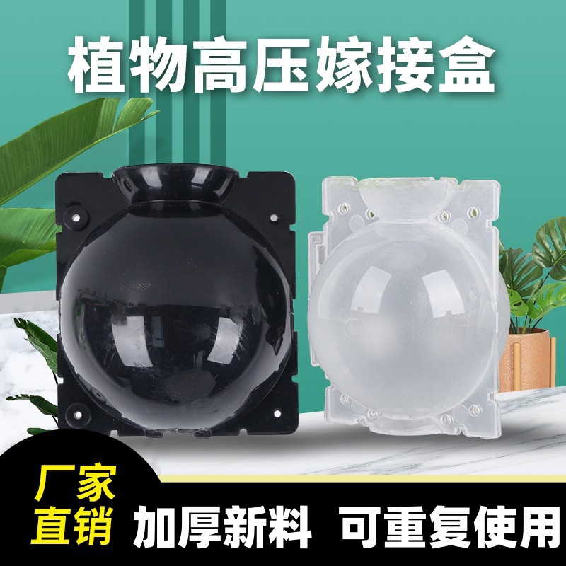 Plant high -voltage breeding ball gardens trees grafted root gear…