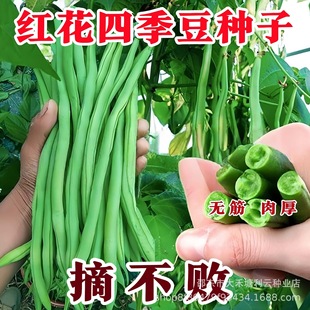 �t���ļ����N�Ӹ߮a�o��ǷN�Ӽܶ�ܿ���N���r���ļ����߲˷N��