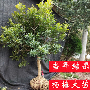 Dongkui Bayberry Saplings, Plum Seedlings, Extra Large, South and North Planting, Ground Planting, Bayberry Seedlings That Bear Fruit in the Same Year, Bayberry Seedlings That Bear Fruit in the Same Year