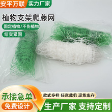 植物爬藤网绿色园艺方格黄瓜吊瓜豆角用支架网茉莉藤蔓植物网网格