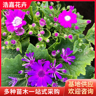 ���~�����Ի��� ͥԺ�G�������ͺ����Ի��pɫ���玧���� ���~����