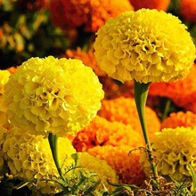 f۾շNӾջNļ׻ɫܽػNԷNѰ]