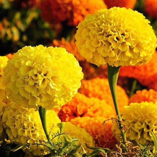 万寿菊种子菊花种子四季易活混色臭芙蓉花种籽子驱蚊盆栽种籽包邮