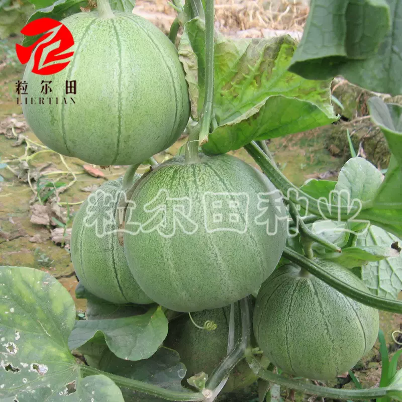 香瓜种子 绿皮绿肉脆肉薄皮甜瓜种子 脆宝王绿甜瓜种子