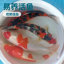 �\���S��t����ɫ�ڽ���ؔ�\�����M��ͥԺ�^�p�~ˮ�匙�ﵭˮ