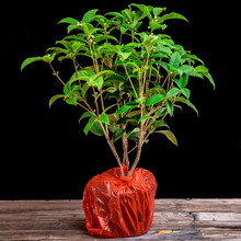 桂花树苗四季桂盆栽可食用开花不断室内阳台庭院浓香型花卉植物