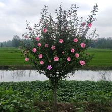 一件代发木槿花树苗丛生重瓣木槿树庭院大型耐寒绿化风景花树小木
