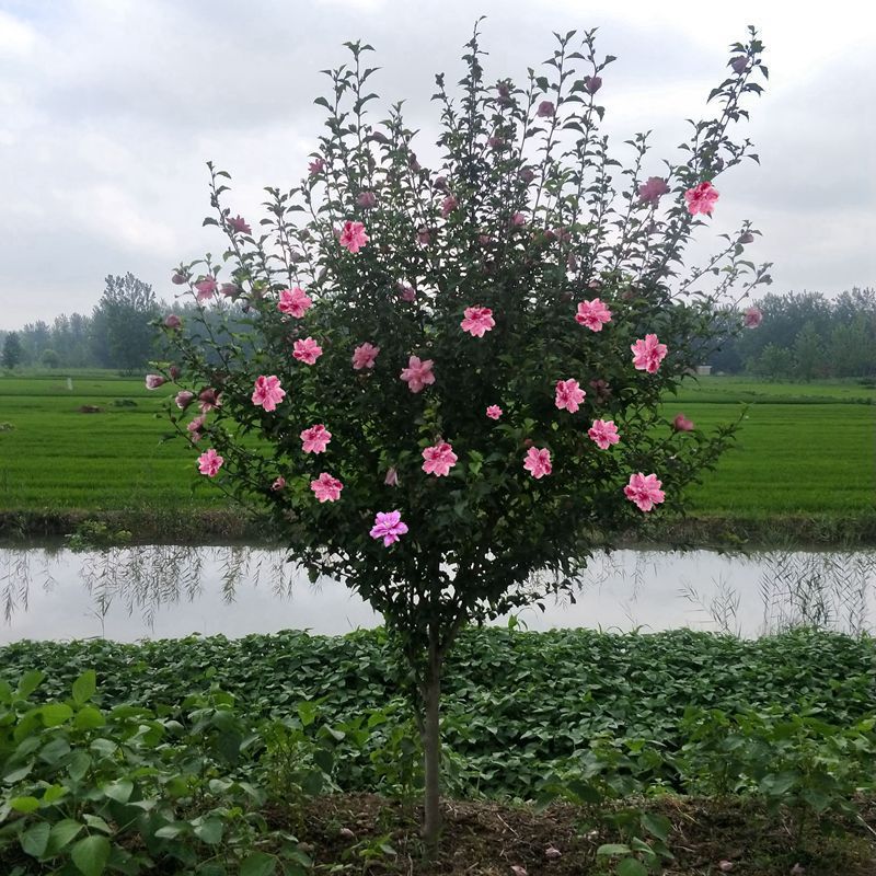 一件代发木槿花树苗丛生重瓣木槿树庭院大型耐寒绿化风景花树小木