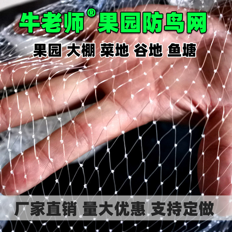 防鸟网户外果树防鸟用的网谷子葡萄尼龙米樱桃树网罩树鱼塘养殖网