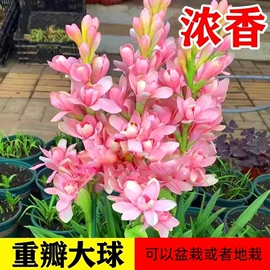 盆栽;种子;花盆容器