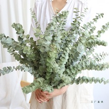 尤加利叶干花花束云南风干天然真花客厅插花树枝装饰摆件永生干花