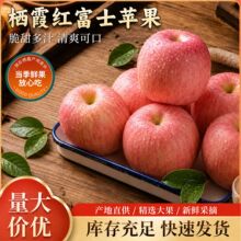正宗烟台苹果冰糖心新鲜苹果山东栖霞富士苹果水果批发一整箱