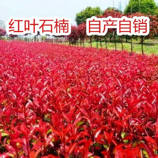 Red Leaf Hawthorn Saplings, Red Robin Flame Red, Evergreen Hedge Garden Courtyard Engineering Greening Seedlings in All Seasons