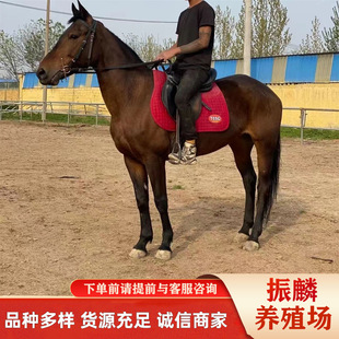 �T���R���ٳɱ� �R �ɹ��R �R�x ��ͯ�̌W��Ѫ�R�����Rƥ����