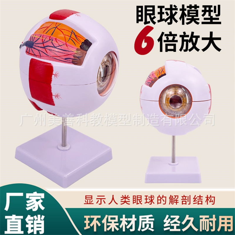 Genuine High-end Professional Edition Medical Human Eye Anatomy Model Eye Anatomy Structure Facial Eye Model Genuine High-end Professional Edition Medical Human Eye Anatomy Model Eye Anatomy Structure Facial Eye Model