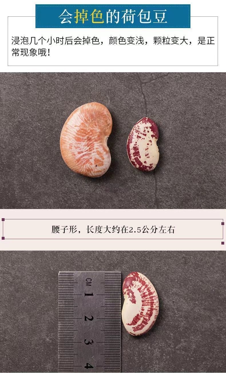 Zebra Beans Ban Ma Dou 500g Can Dried Kidney Beans for Soups and Congee specifications