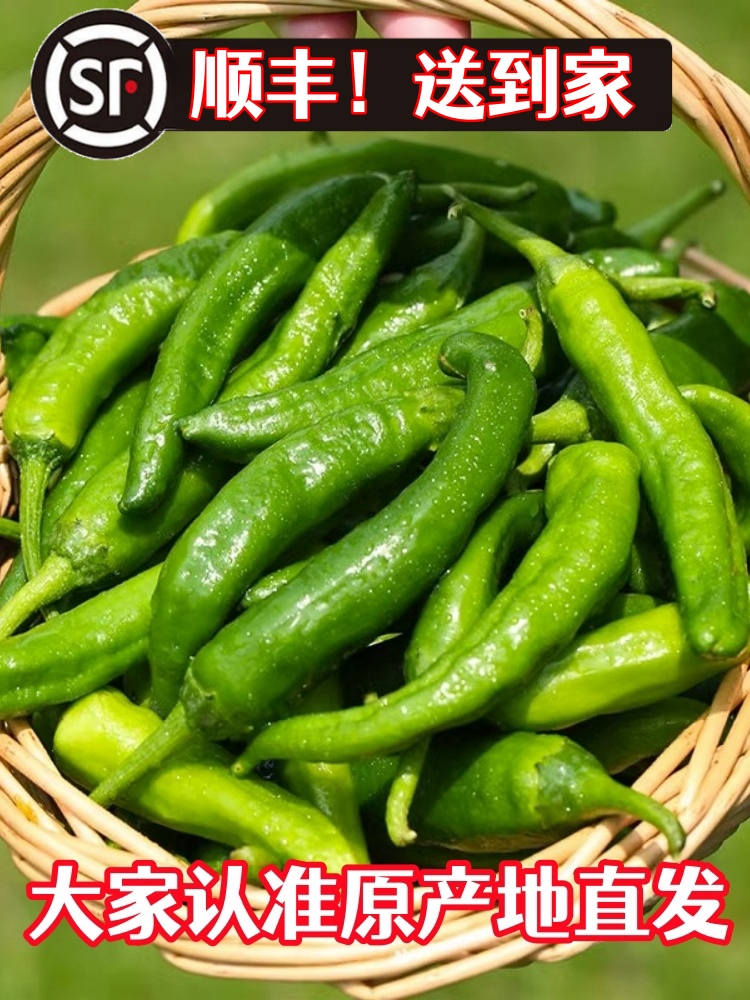 湖南樟树港鲜辣椒现摘新鲜富晒食用薄皮嫩青线椒农产顺丰包邮