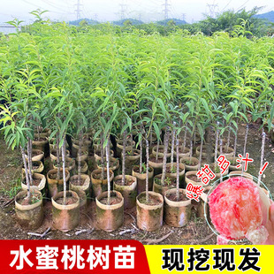 �����Ҙ����S�Ҽ޽�ˮ���Ҙ���������t���S��������Ʒ�N�ͺ�ͥԺ