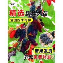 桑葚树苗盆栽白长果桑椹叶蓝莓树南北方四季树莓苗水果树果苗大全