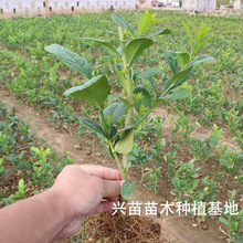 ʘ癎Gֲ̨҃ͥԺֲļYˮʘ