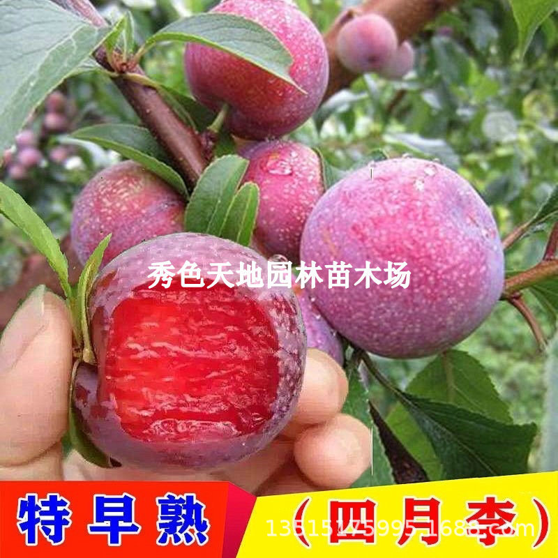 嫁接四月脆李树苗早熟脆甜脱骨李子苗南方北方盆地栽果树李子树苗