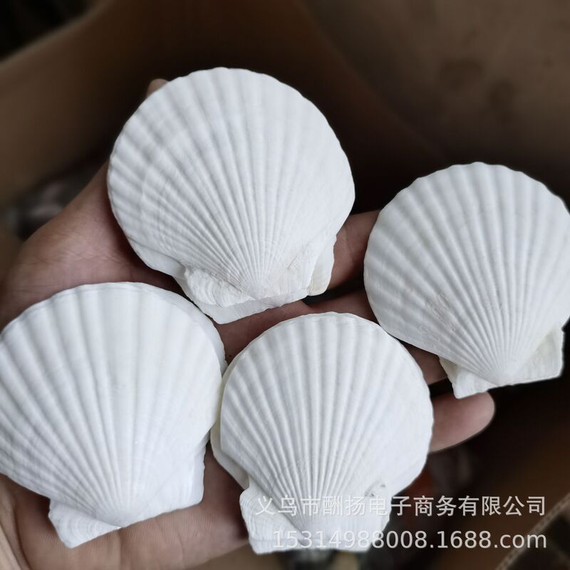 Natural White Shells and Conch Shells, Painting and DIY Materials, Graffiti, Barbecue Hawaiian Shells, Fish Tank Decoration Natural White Shells and Conch Shells, Painting and DIY Materials, Graffiti, Barbecue Hawaiian Shells, Fish Tank Decoration