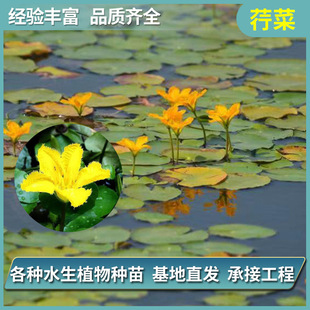 ����ˮ��ֲ���^�pˮ�����������нӹ��̾G���B�o�������lˮ������