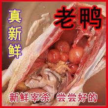 土鸭子三年散养老鸭新鲜现杀老麻鸭整只老母鸭炖汤鸭肉老鹅老鸭公