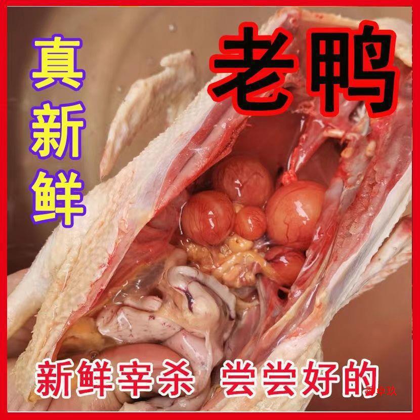 土鸭子三年散养老鸭新鲜现杀老麻鸭整只老母鸭炖汤鸭肉老鹅老鸭公