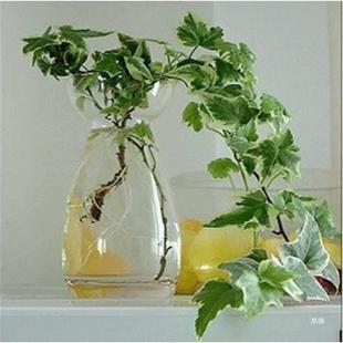 Golden Edge Ivy Potted Hydroponic Flower Plant Indoor Hanging Orchid Green Plant Easy to Grow Evergreen Ivy