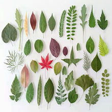 植物标本干树叶手工装饰材料合集干叶子干花材料包真树叶