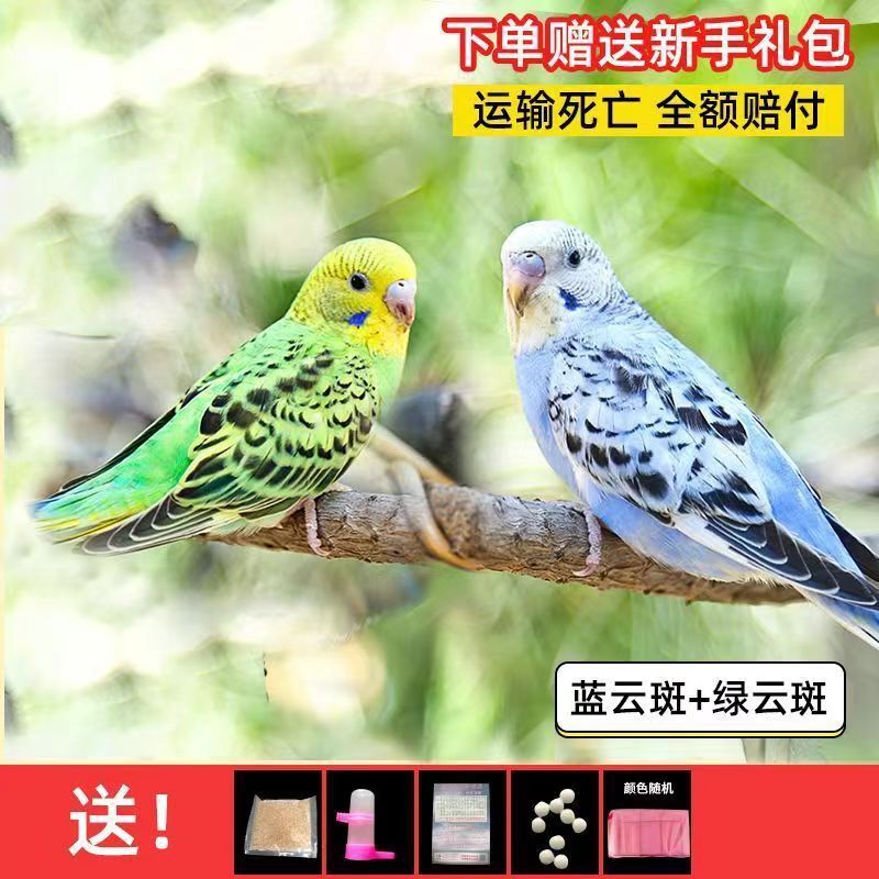 大头鹦鹉虎皮金彩可教说话可繁殖宠物鸟送运输笼鸟粮大礼包包邮厂|undefined