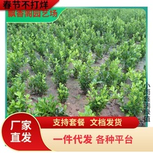 һ�����lС�~�����S����窚�U�S�����͘��·ͥԺ�G����ľ�ͺ�ֲ