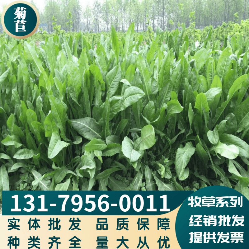 Общие Семена Цикория Большой Лист Цикория Семена Травы Многолетние Четыре Сезона Свинья Крупный Рогатый Скот Овцы Курица Утка Гусь Карп Семена Травы