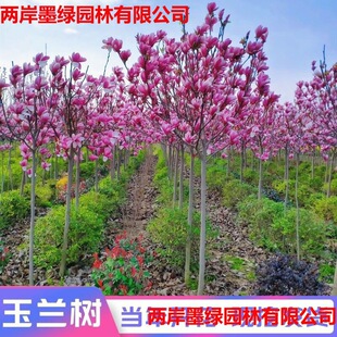 Villa Courtyard Road Greening Flowering Tree Seedlings Magnolia Seedlings Potted Planting Grafting Red White Purple Magnolia