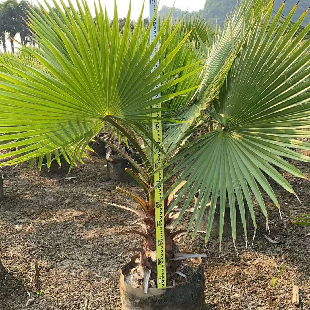 2303 база поставляет 1 метр 5-3 метра пожилой мешок подсолнуха