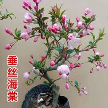 ���z��������ֲ��������Bֲ���Ϙ����Ļ��辰���綬���ͺ�����