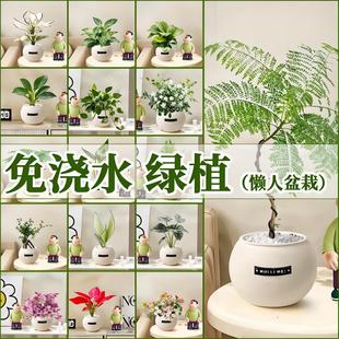 Indoor Small Potted Plants, Money Tree, Pothos-Like Living Room Hydroponic Plants, Lazy Potted Plants, Golden Branches and Jade Leaves, Easy to Feed