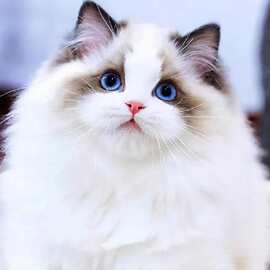 纯种布偶猫活体幼猫赛级海双仙女猫幼崽波斯系长毛宠物布偶猫活物