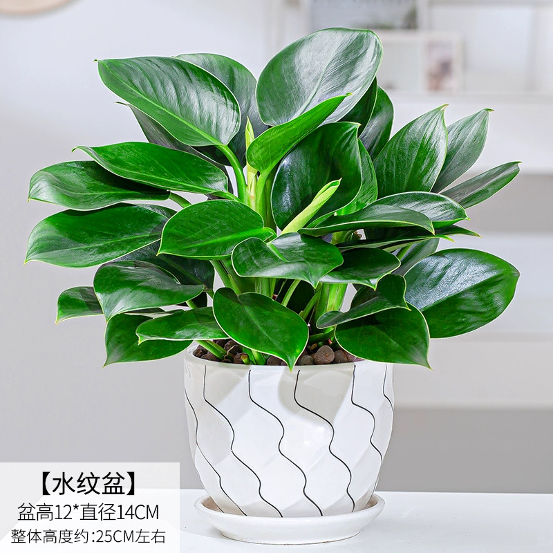 금다이아몬드 3개 약 25cm [곡선형 세라믹 화분] + 영양액