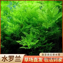 ˮ�_�mˮ��ֲ�����ˮ�����֑����~���쾰���ݾG�����ȫ��ˮ��