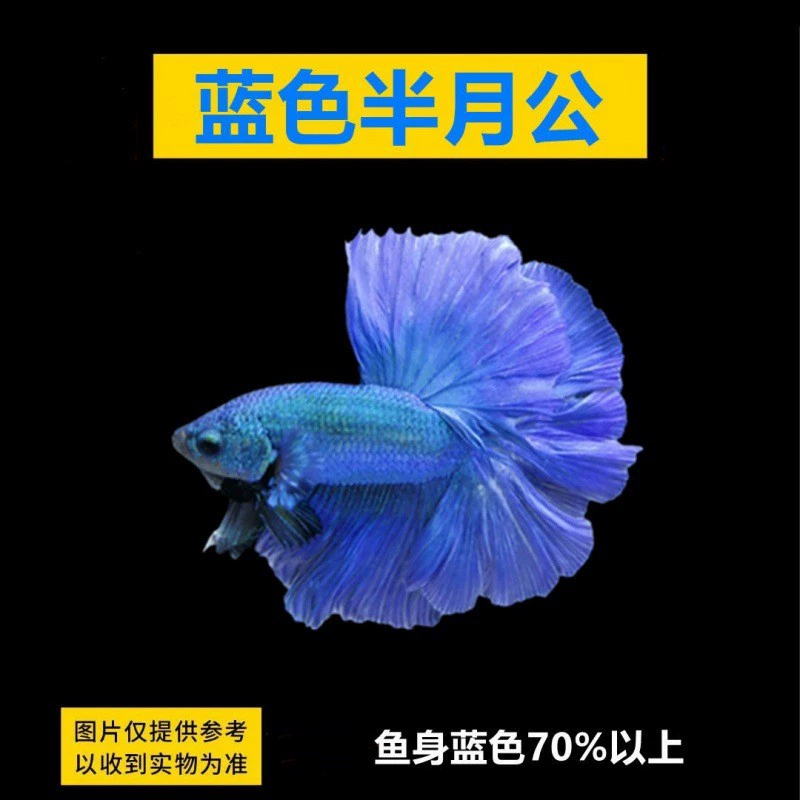 Таидоуй живые tropical ornamental fish Lion King Wedding fish Half Moon Male Fish Horsetail Night Market Stand Интернет-знаменитость оптом