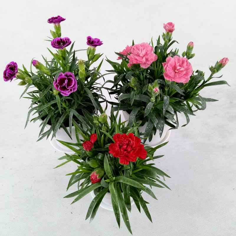 Легко кормить гвоздики комнатные балконные растения в горшках с бутонами, доставка четырехсезонных цветущих морозостойких цветов в горшках