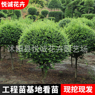 Tall-Leaved Ligustrum Shaped Tree, Evergreen Plant for All Seasons, Villa Landscape Green Plant, Lollipop Ligustrum Sapling