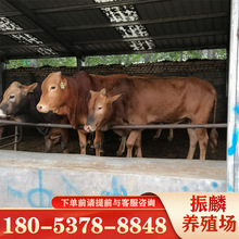 河南小黃牛改良魯西黃牛養殖3-6個月西門塔爾牛肉牛犢價格