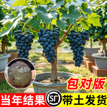 ޷mꖹõ{ʯјoϷNֲͥԺ