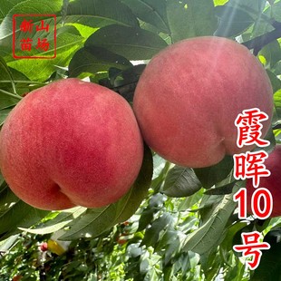 ��ϼ��10̖���硿����������ϼ��10̖������Ʒ�Nܛ���|�����Ҙ���